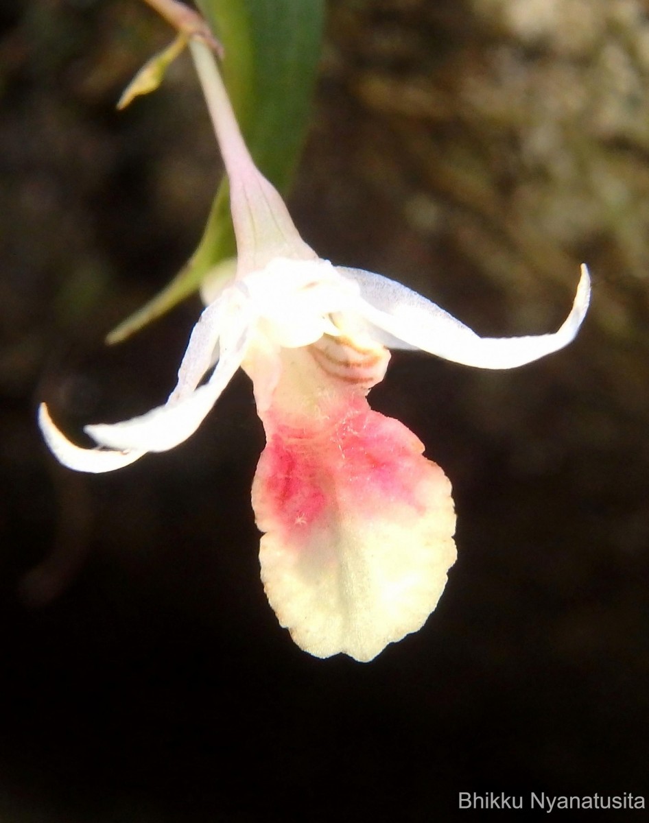 Dendrobium panduratum subsp. panduratum Lindl.